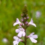 Verbena officinalis花