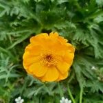 Trollius asiaticus Flower