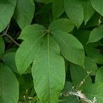 Aesculus parviflora Leaf