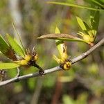 Ernodea littoralis Hoja
