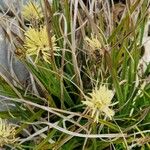 Carex halleriana Floro