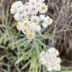 Anaphalis margaritacea Blomma