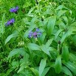 Centaurea montana Hábito