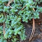 Sedum dasyphyllumΦύλλο