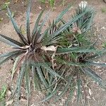 Dyckia encholirioides Hoja