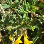 Hippocrepis comosa Blatt