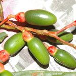 Ocotea atirrensis Fruto