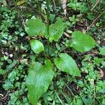 Cardiocrinum cordatum Leaf