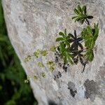 Alchemilla alpigena Blüte