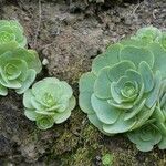 Aeonium aureum Φύλλο