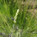 Danthonia decumbens List