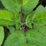Bidens alba Blad