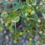 Euphorbia nicaeensis Flors