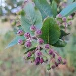 Aronia melanocarpaFruit