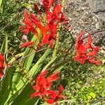 Crocosmia paniculata Flower