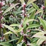 Sarcococca hookeriana Flower