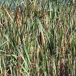 Typha latifolia 形態
