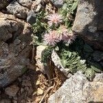 Centaurea raphanina Çiçek