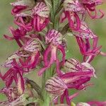Orchis × bergonii Flor