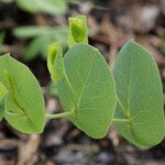 Baptisia perfoliata Leaf