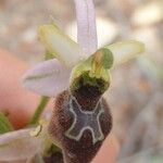 Ophrys arachnitiformis മറ്റ്