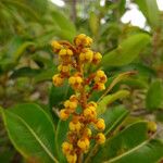 Byrsonima spicata Fruit