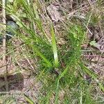 Festuca heterophylla Blatt