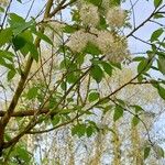 Prunus maackii Floro