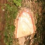 Pouteria brachyandra Diğer