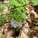 Polemonium reptansFlower