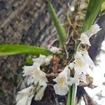 Rodriguezia bracteata 花