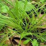 Carex radiata List