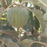 Solanum lycocarpum Fruchs