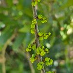 Myrica cerifera Gyümölcs