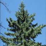 Picea engelmannii Хабит