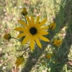 Helianthus angustifolius Kwiat