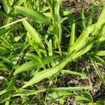 Solidago uliginosa Deilen