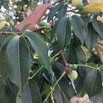 Ceiba insignis Blad