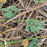 Mimosa quadrivalvis Leaf