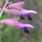 Salvia semiatrataFlor