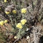 Helichrysum saxatile Other