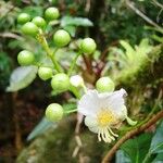 Swartzia langsdorffii Flower