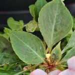 Impatiens walleriana Leaf