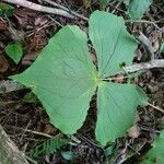 Trillium erectum 叶