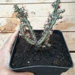 Euphorbia aeruginosa Blatt