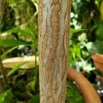 Cerbera manghas Bark