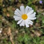 Tanacetum cinerariifolium Flor