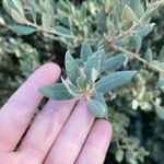 Atriplex semibaccata Leaf