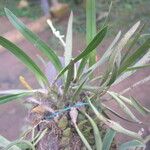 Bulbophyllum josephi Лист