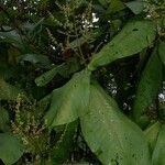 Miconia impetiolaris Other